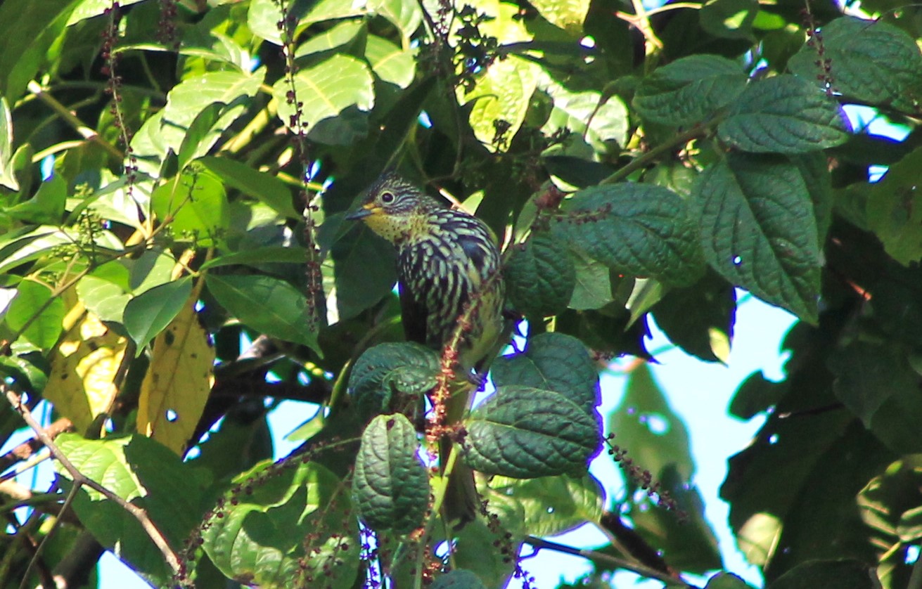 Striated Bulbul (Alcurus striatus)