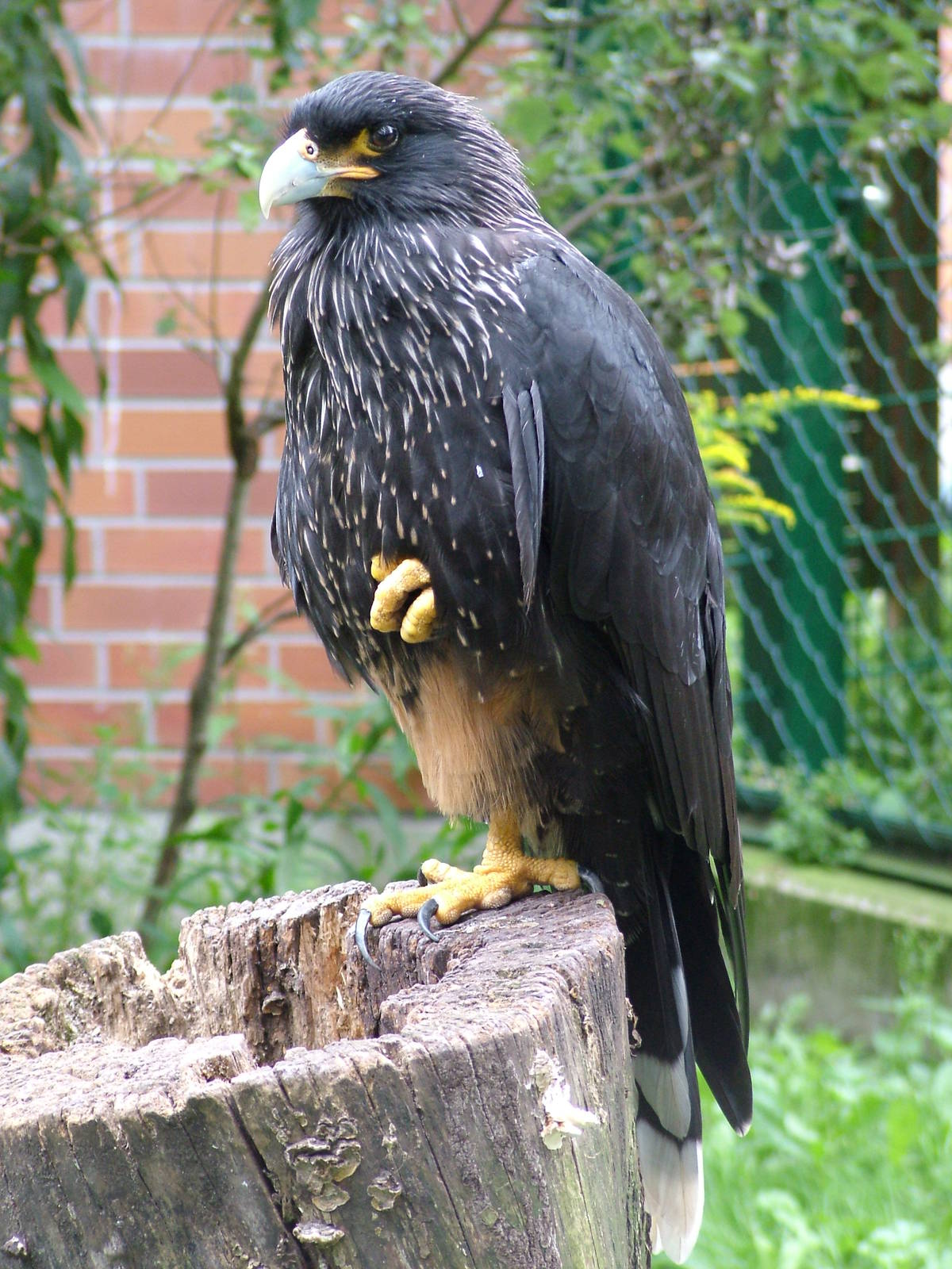 Striated Cara-Cara at Tierpark Berlin, 30/08/11