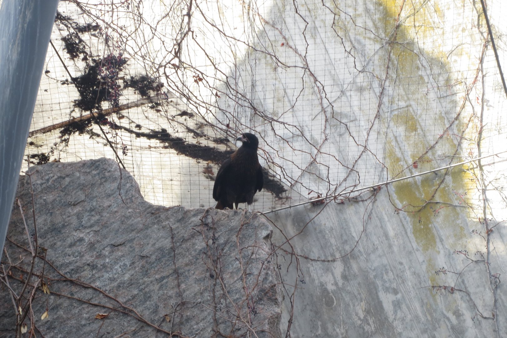 Striated caracara 011218