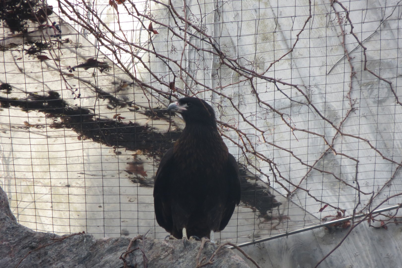Striated caracara 011218