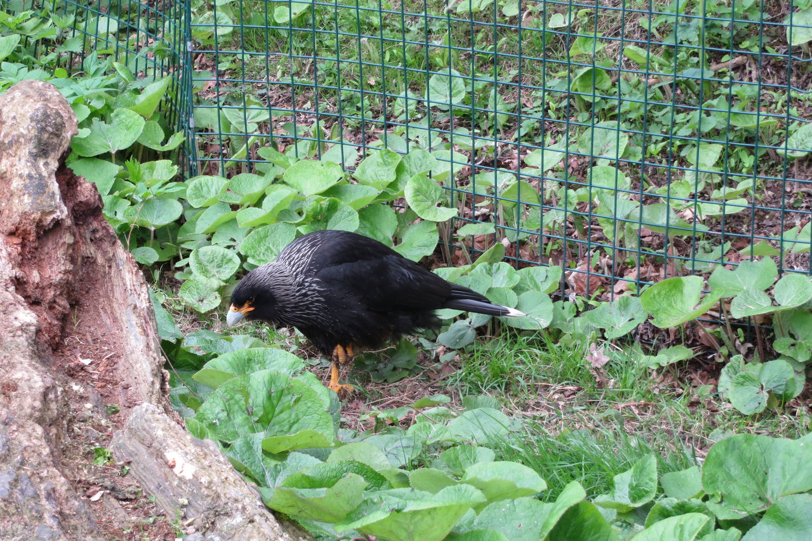 Striated Caracara 070515