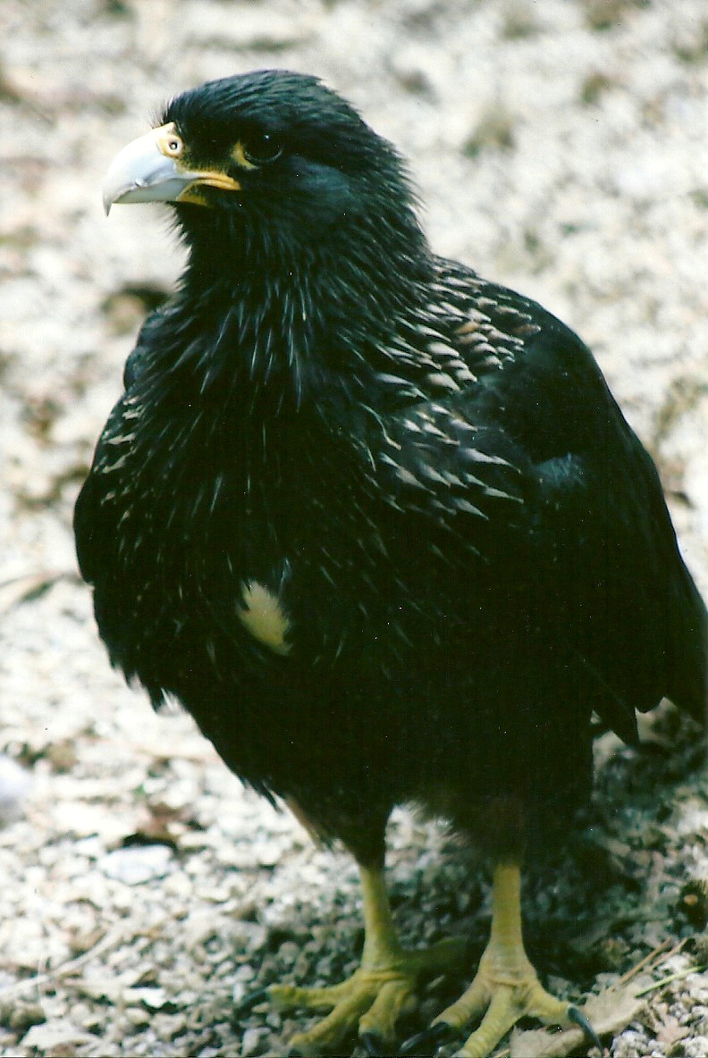 Striated Caracara 13th September 2012