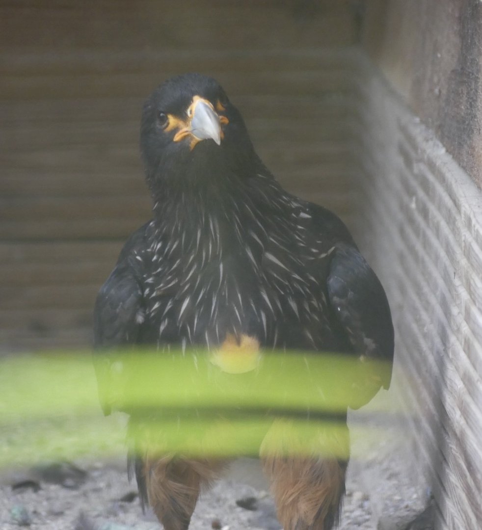 Striated Caracara - 18.08.24