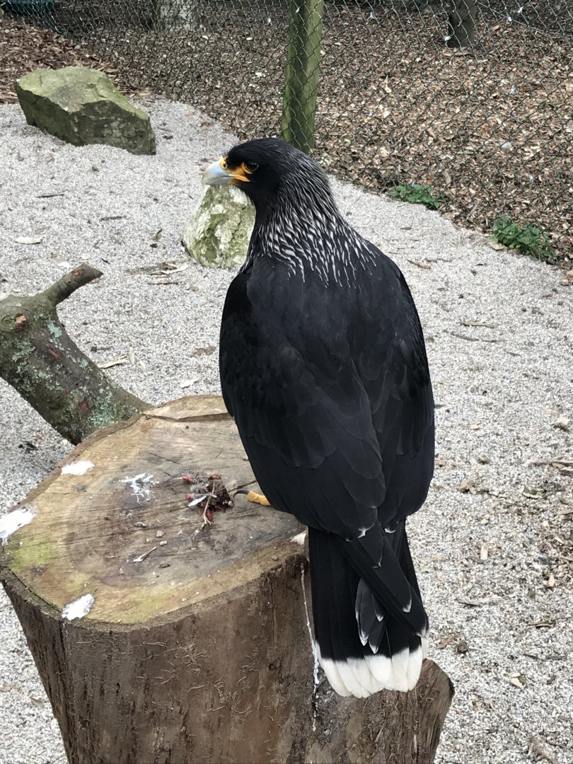 Striated caracara 190219