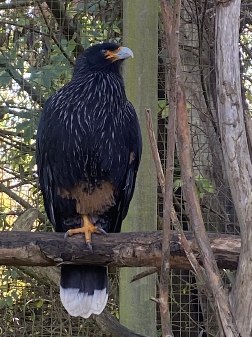 Striated caracara 241023