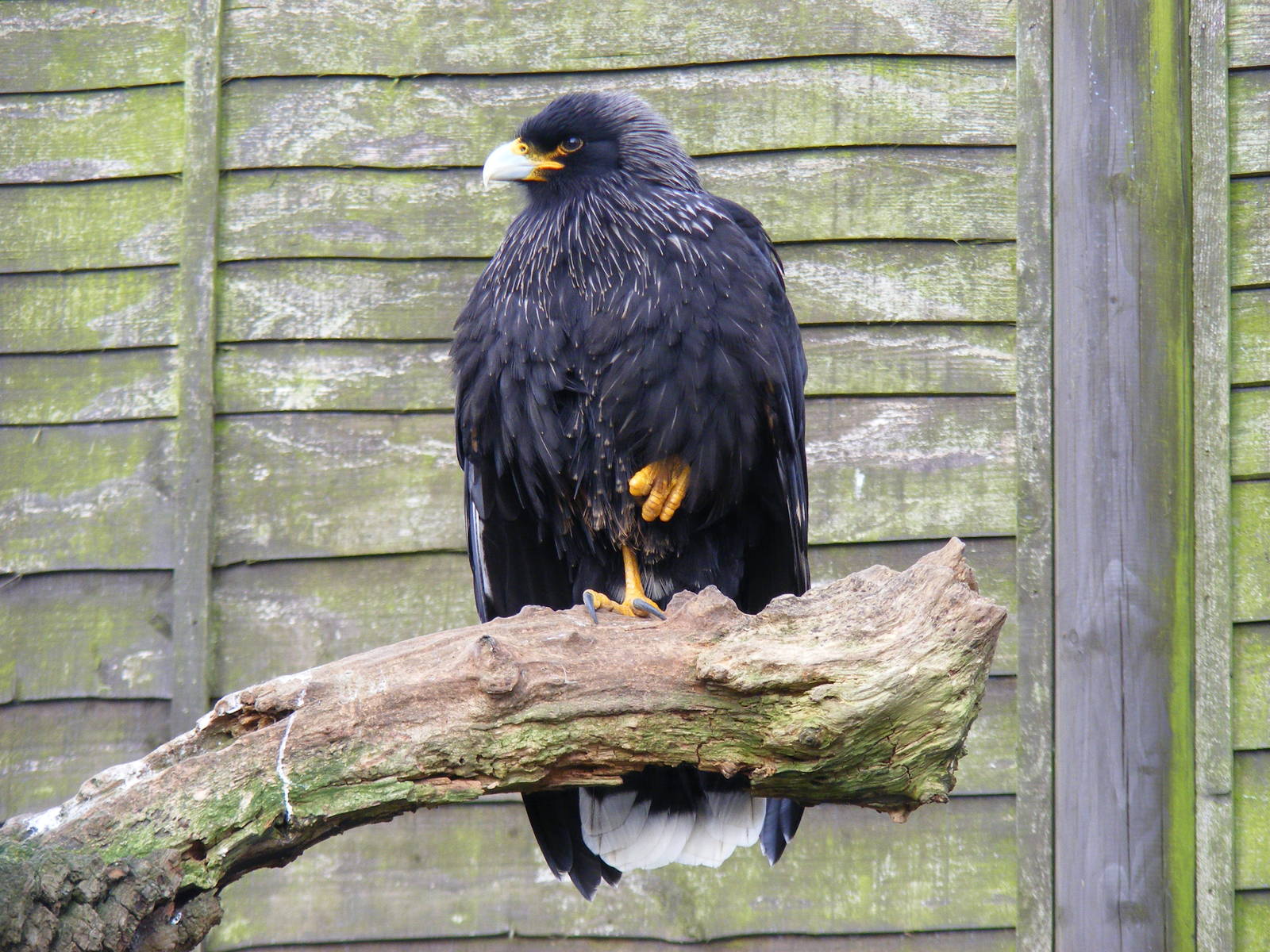 Striated caracara at Beale Park, 13th March 2010