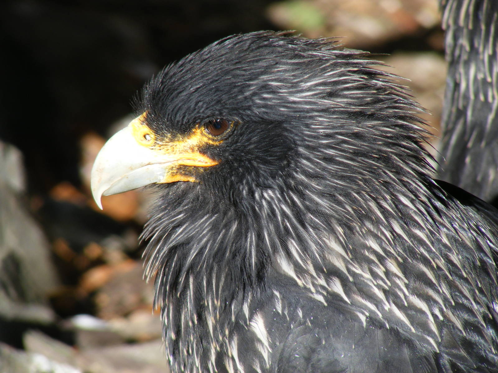 Striated caracara at Beale Park, 24 October 2010
