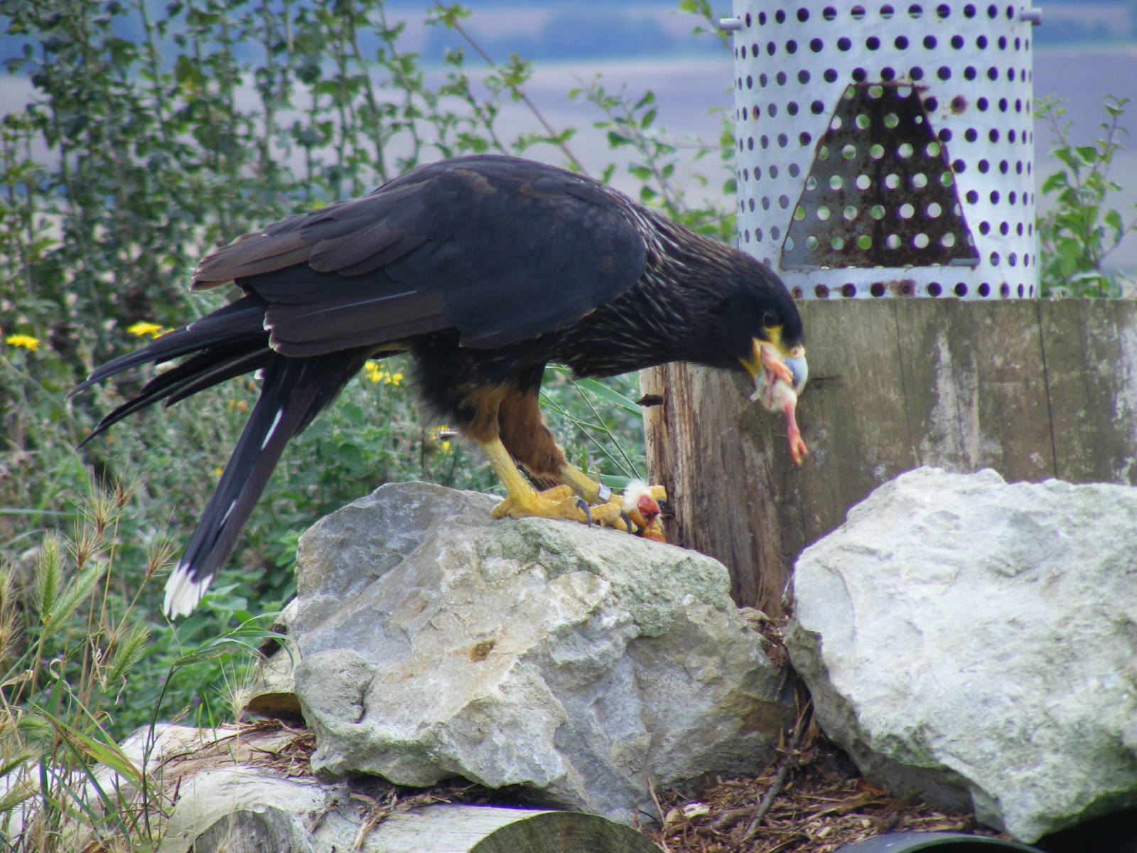 Striated caracara at Eagle Heights, 10 September 2011