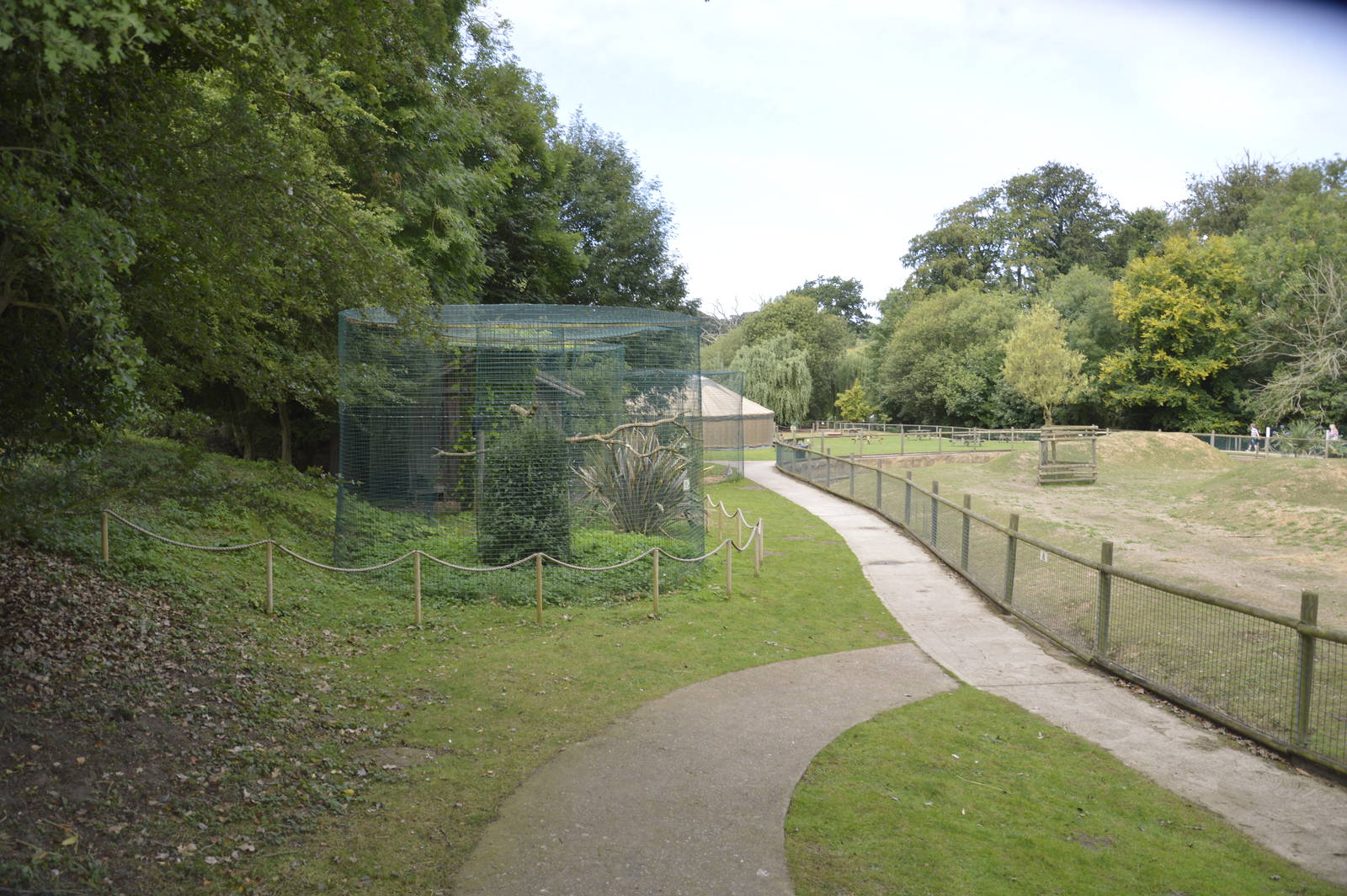 Striated Caracara Aviary 050816