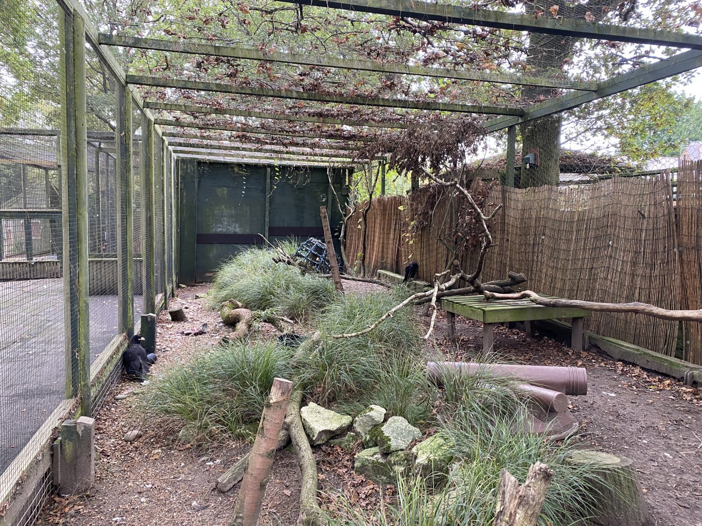 Striated caracara aviary 061121