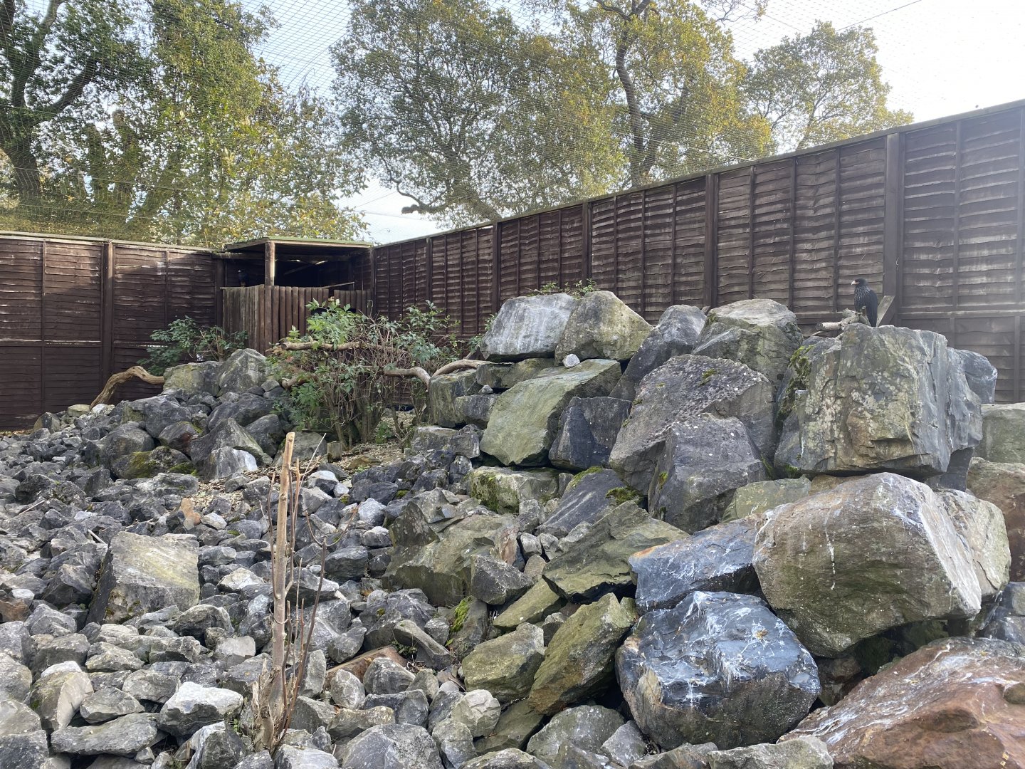 Striated caracara aviary 071121