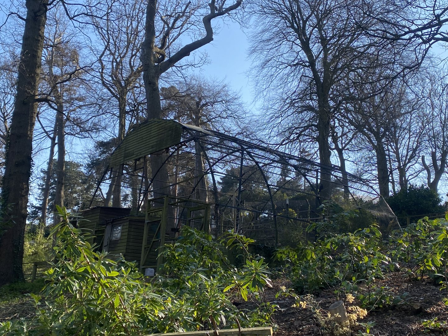 Striated caracara aviary 190325