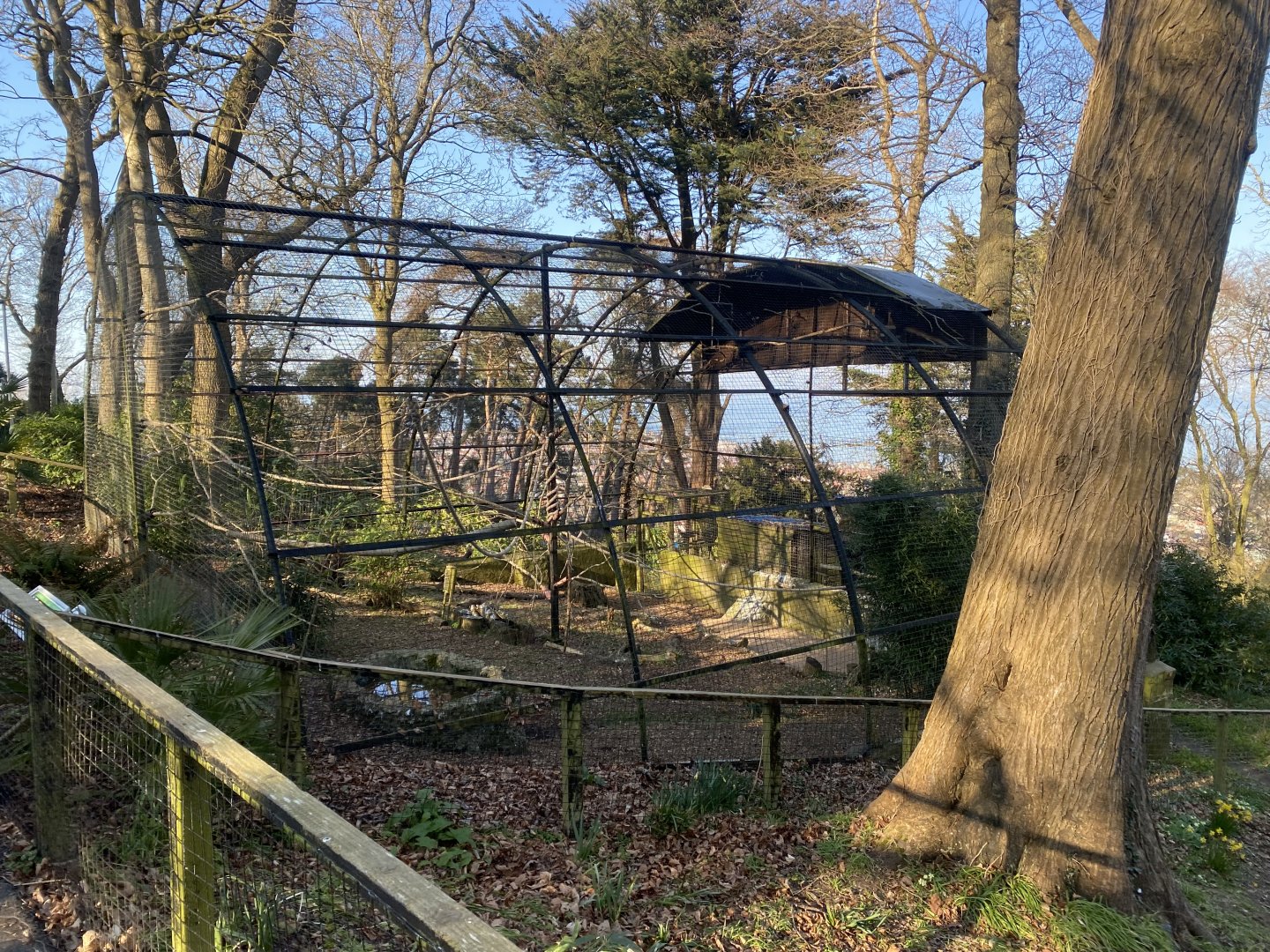 Striated caracara aviary 190325