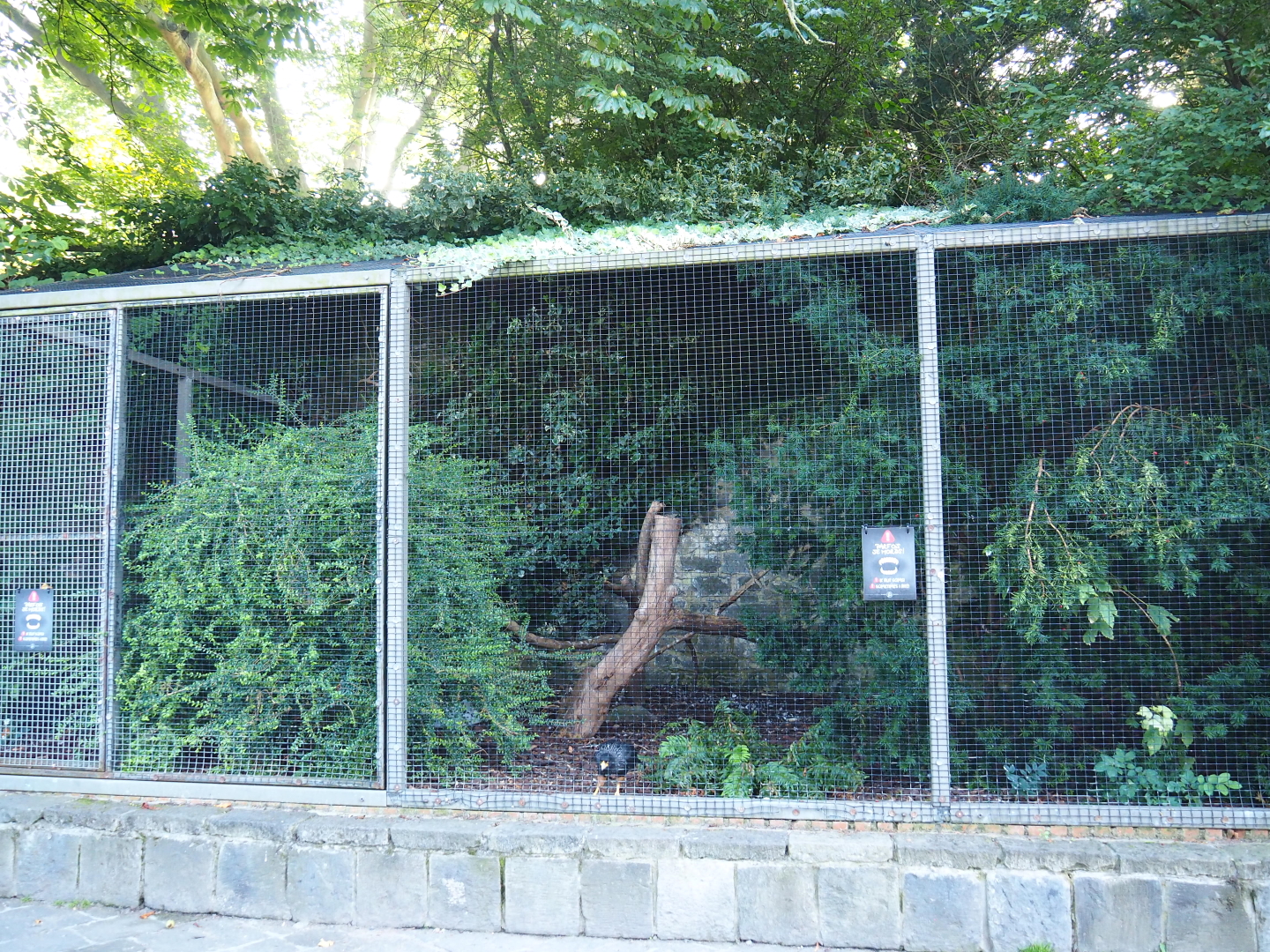 Striated caracara aviary, 2021-09-03