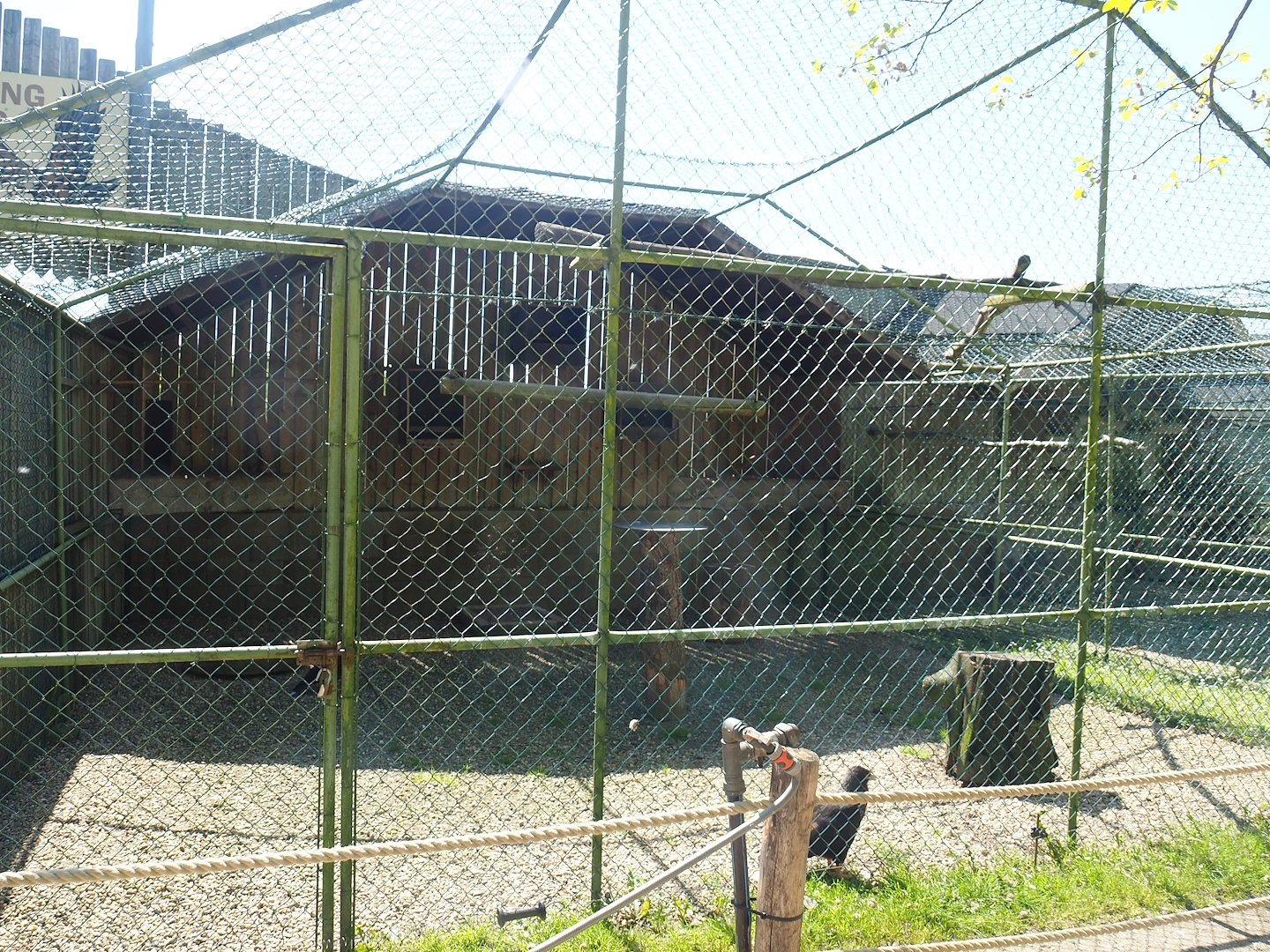 Striated caracara aviary, 2023-05-19
