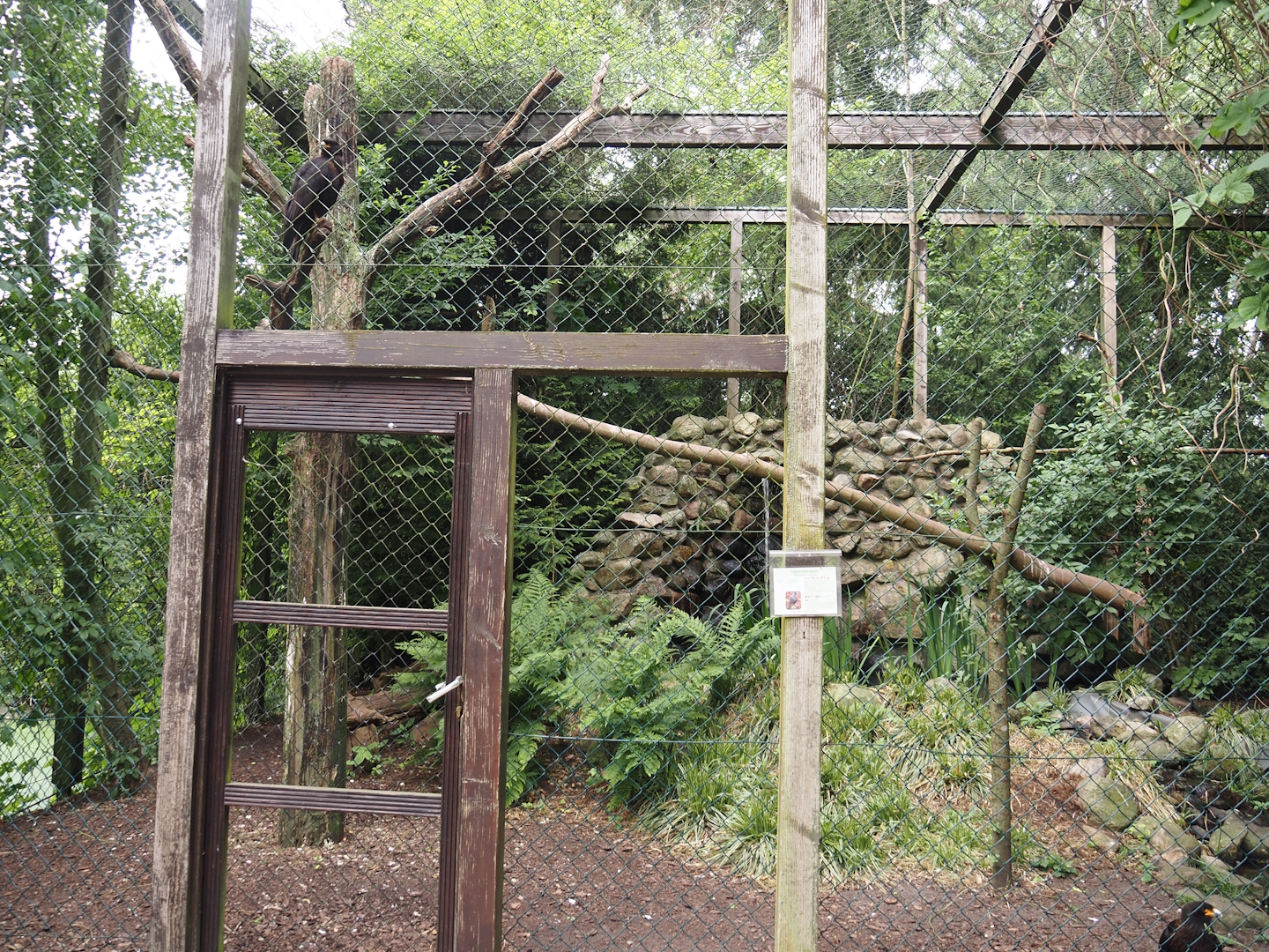 Striated caracara aviary, 2024-05-21