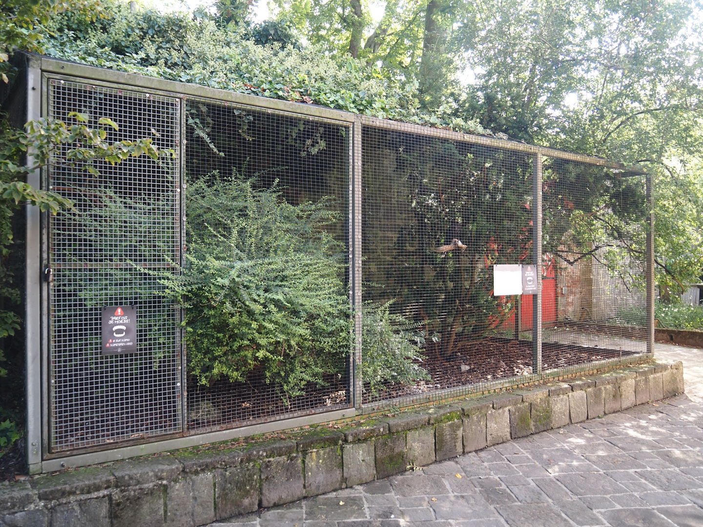 Striated caracara aviary, 2024-09-17