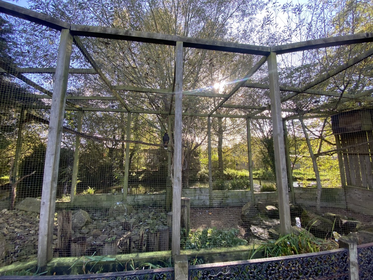 Striated caracara aviary 241023