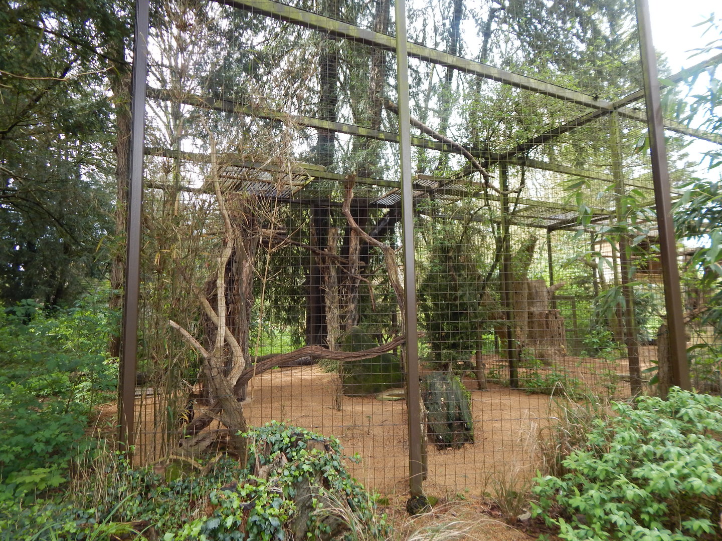 Striated caracara aviary 280423
