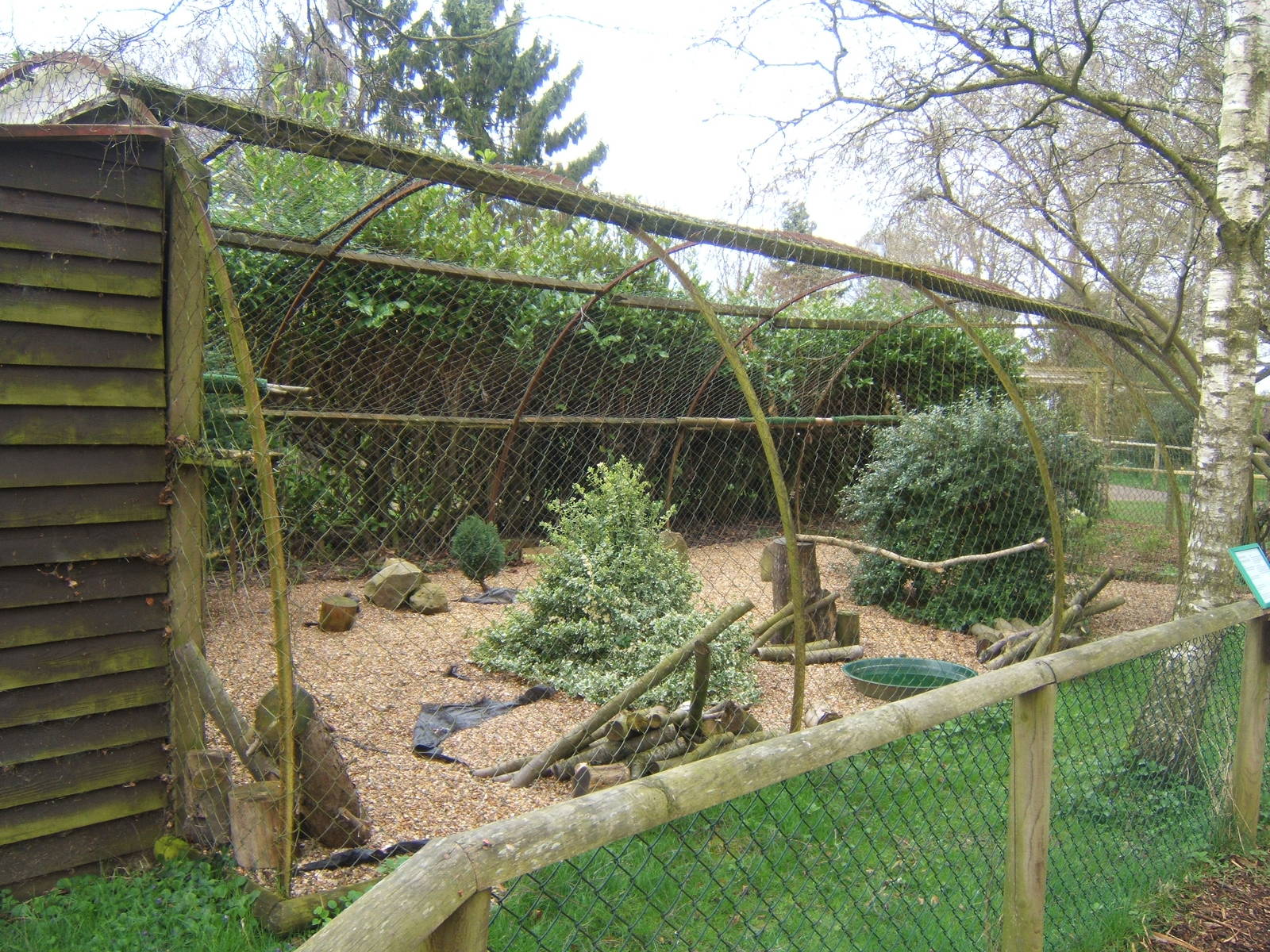 Striated Caracara Aviary