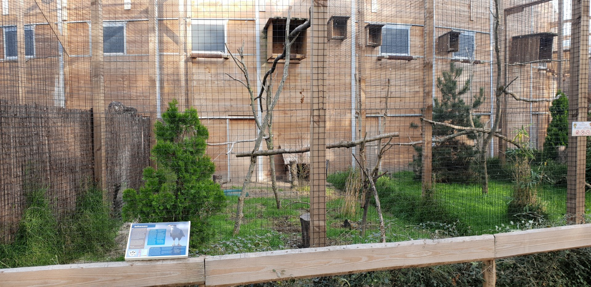 Striated caracara aviary