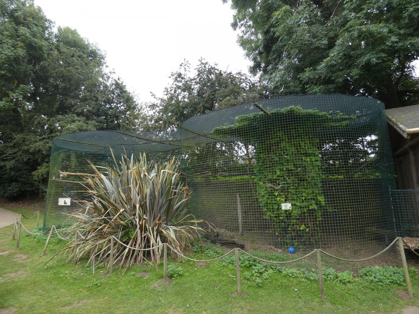 Striated caracara aviary