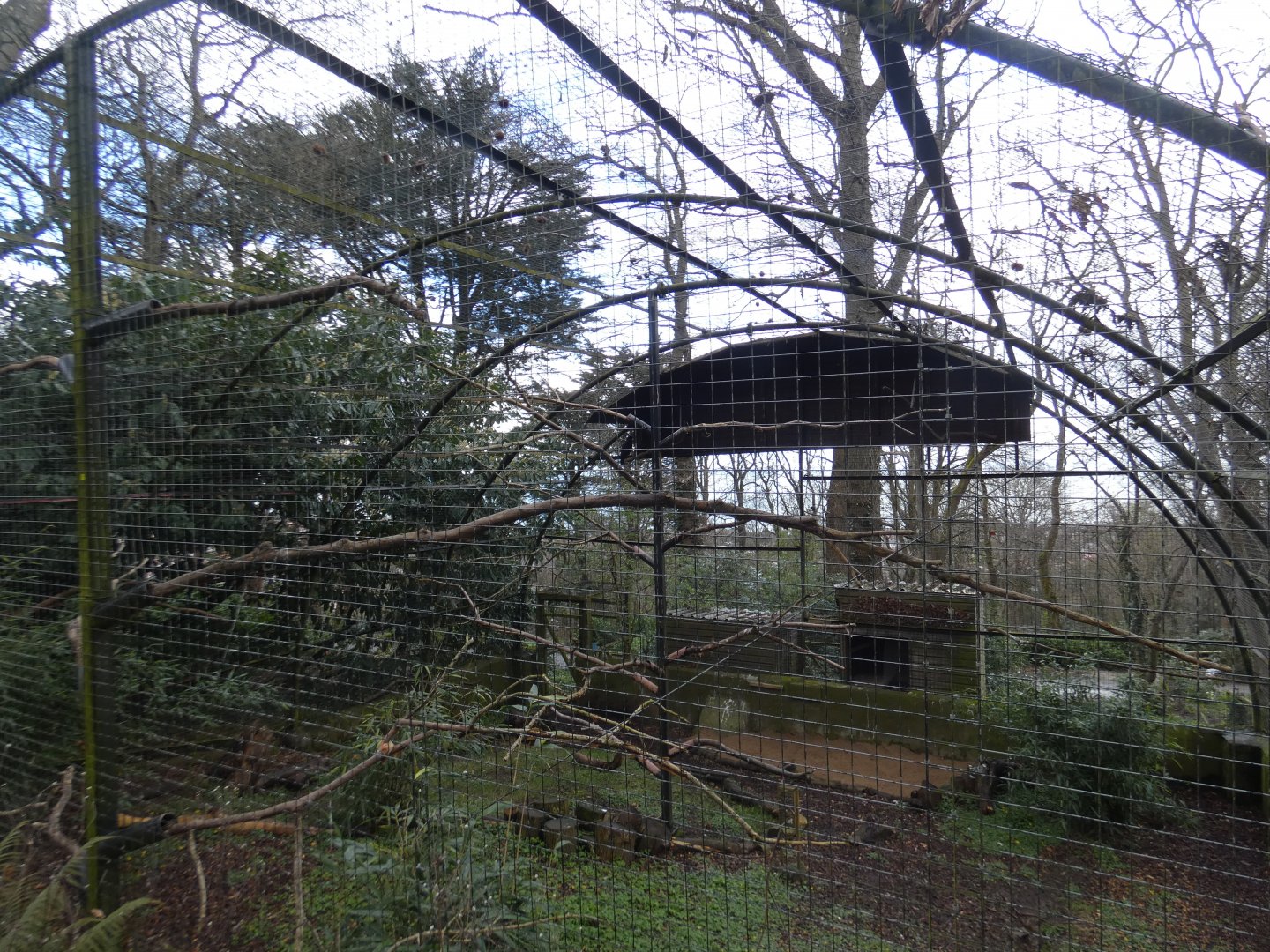 Striated caracara aviary