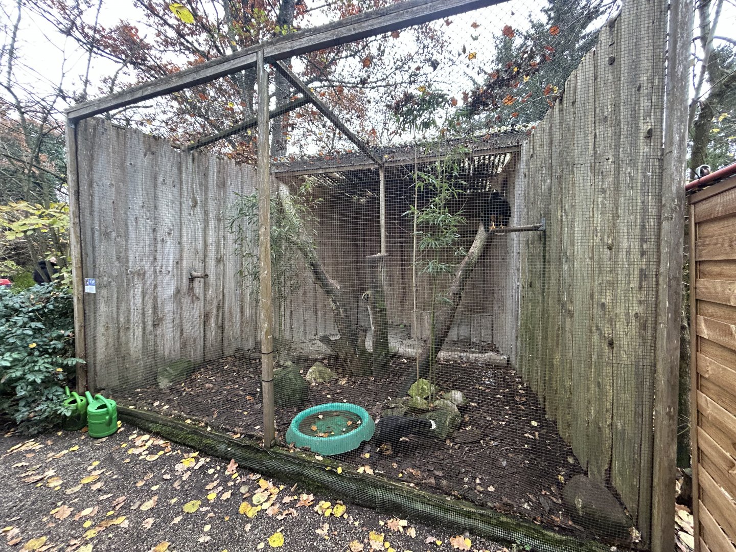 Striated Caracara Aviary