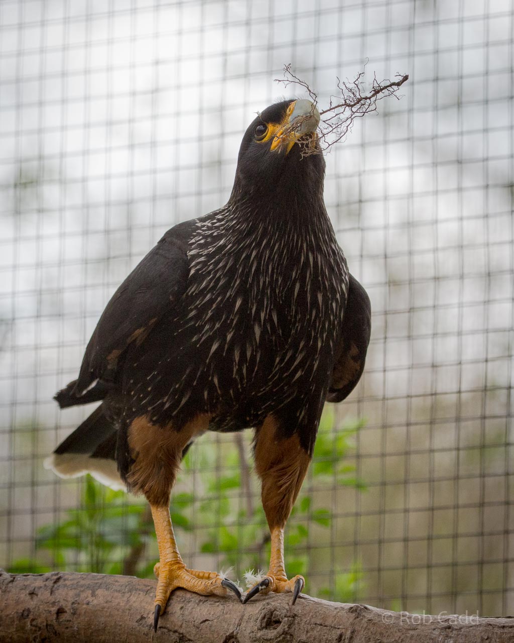 Striated caracara : Birdland : 19 Apr 2015