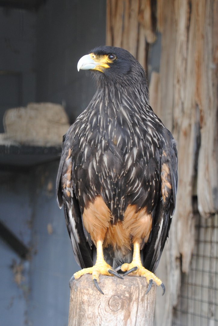 Striated Caracara (birds of prey section)