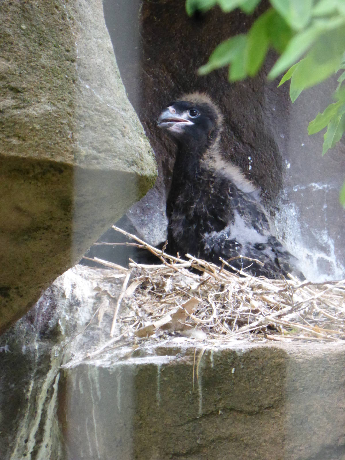 Striated caracara chick