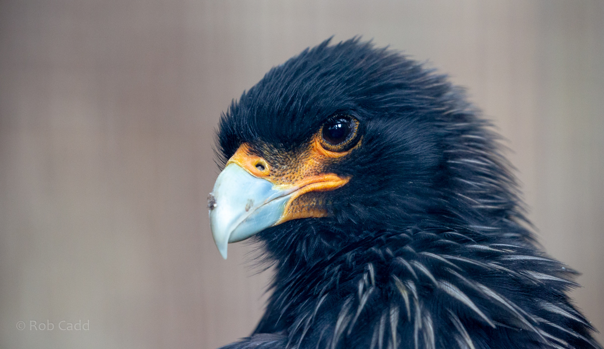 Striated caracara : Cotswold Falconry Centre : 04 Sep 2020