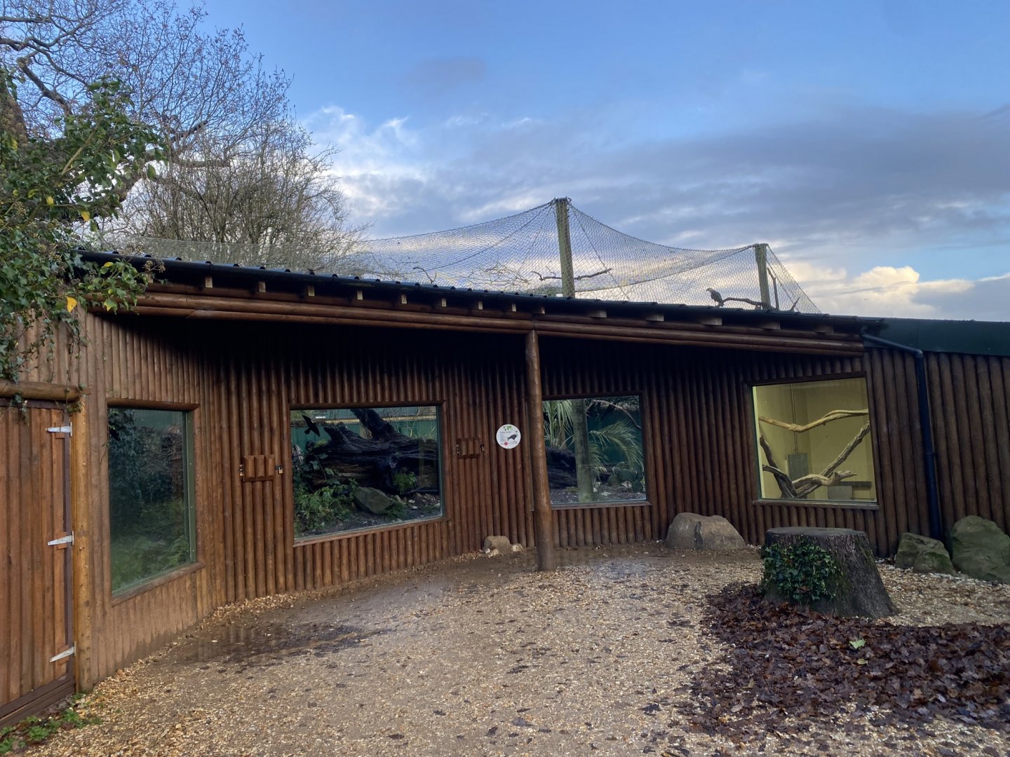 Striated caracara exhibit 121223