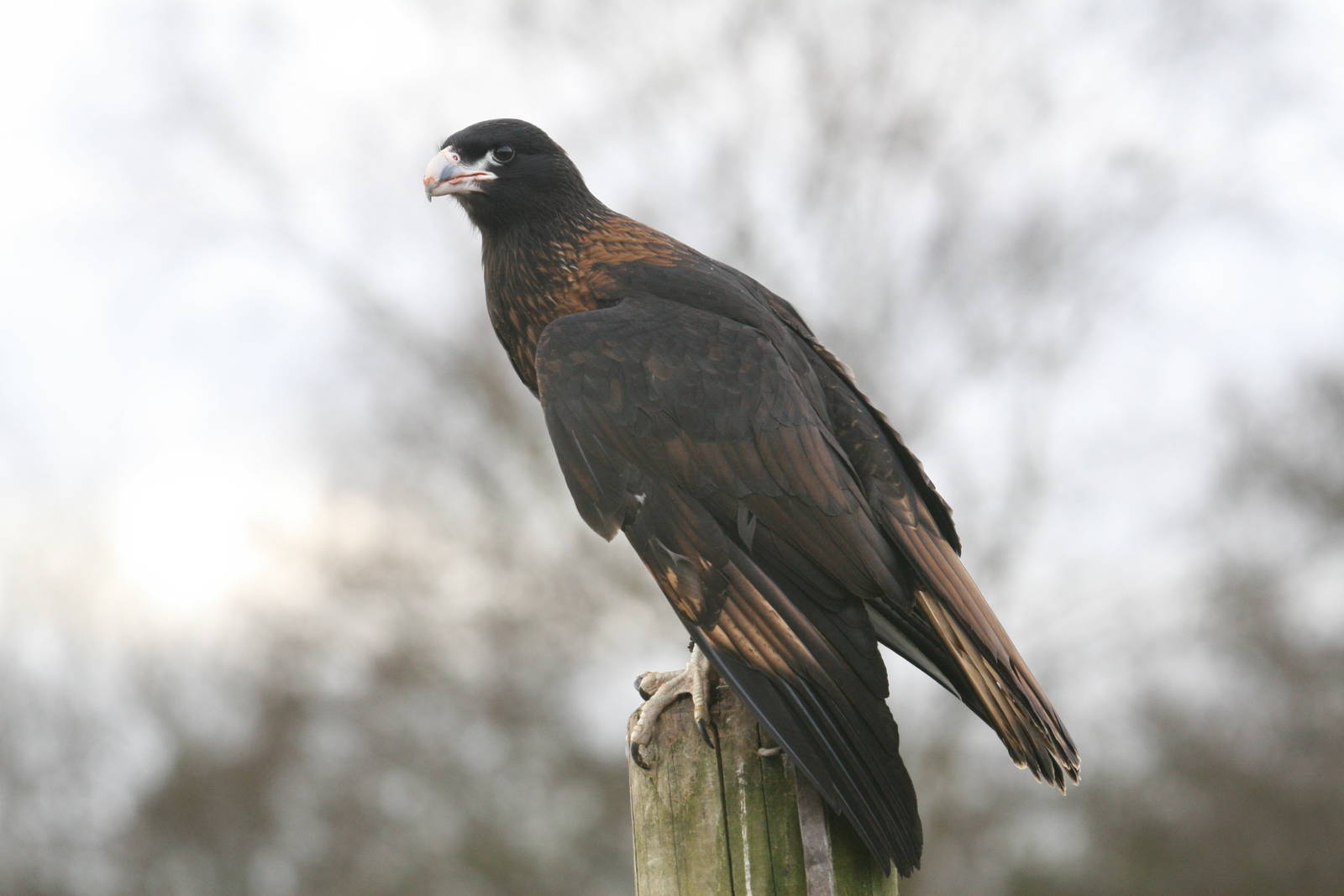 Striated Caracara, Gauntlet 2010
