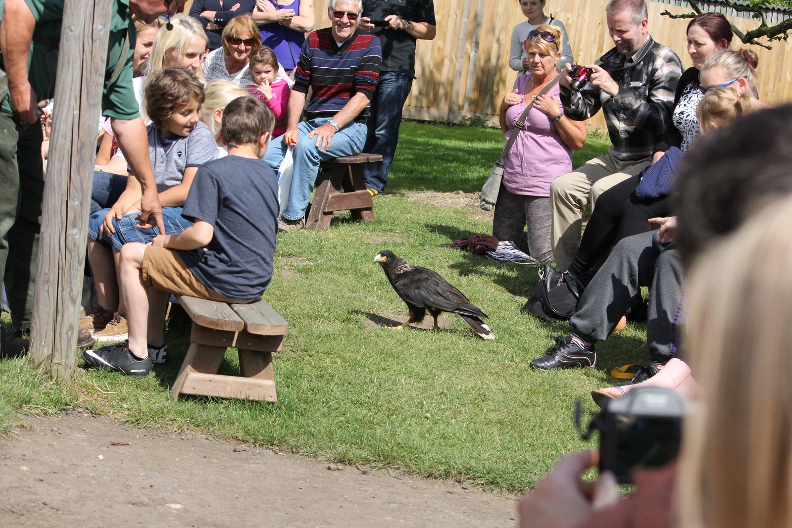 Striated Caracara in falconry display 15-8-14