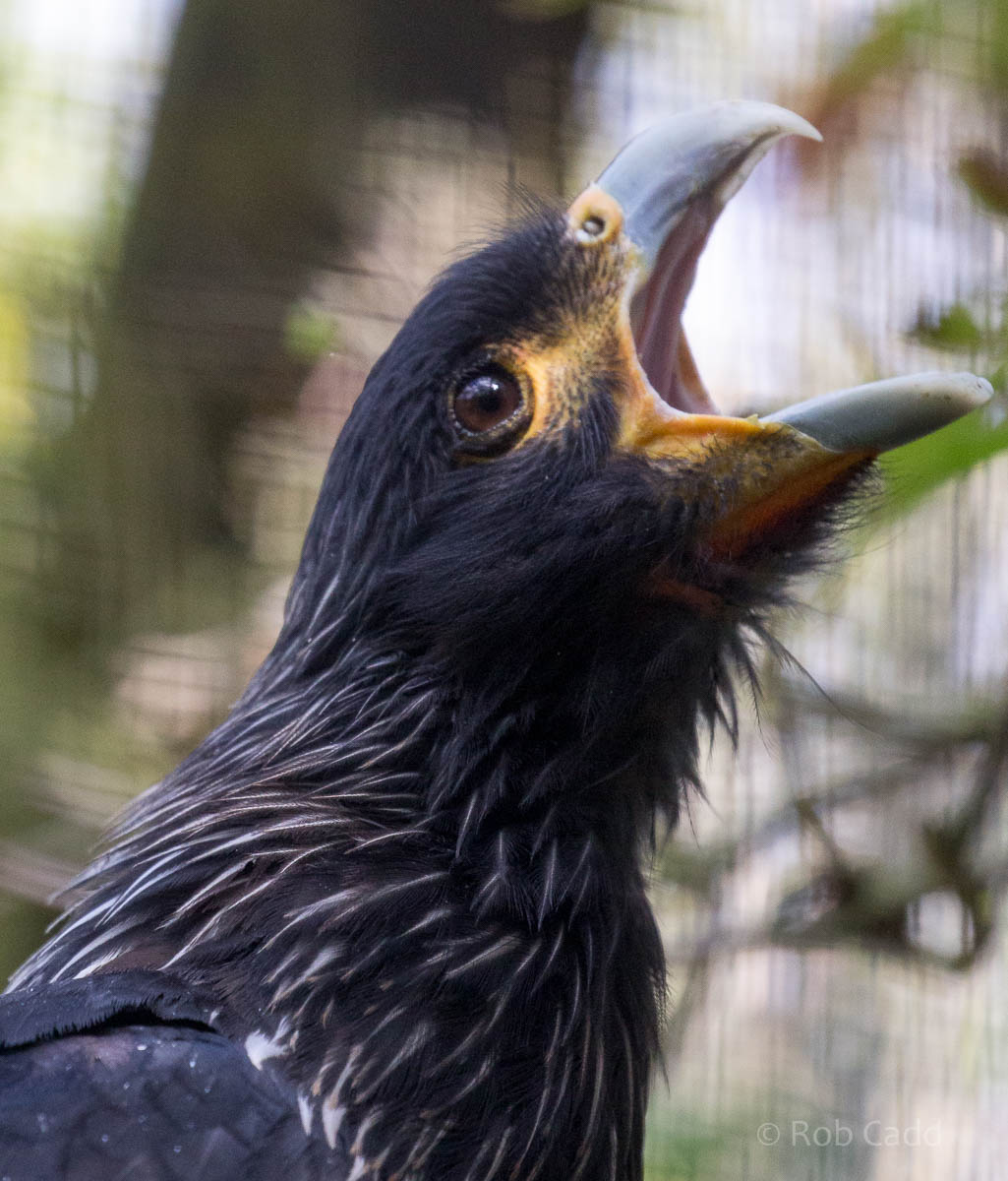 Striated caracara : Linton : 19 Sep 2015