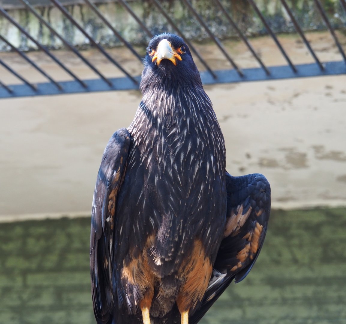 Striated caracara (Phalcoboenus australis), 2019-04-20