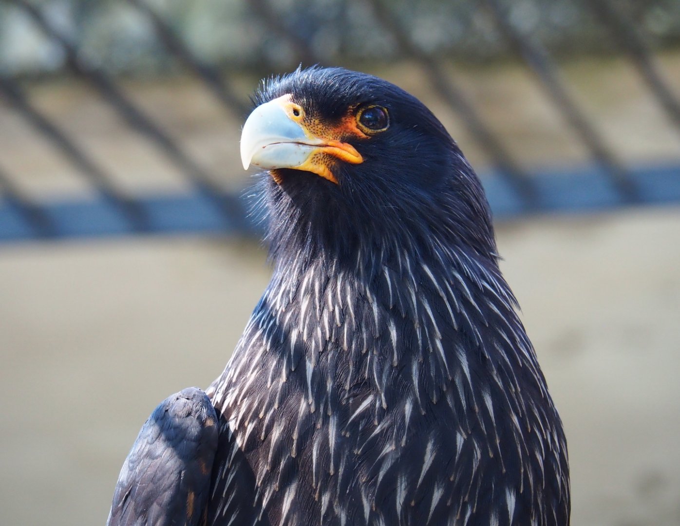 Striated caracara (Phalcoboenus australis), 2019-04-20