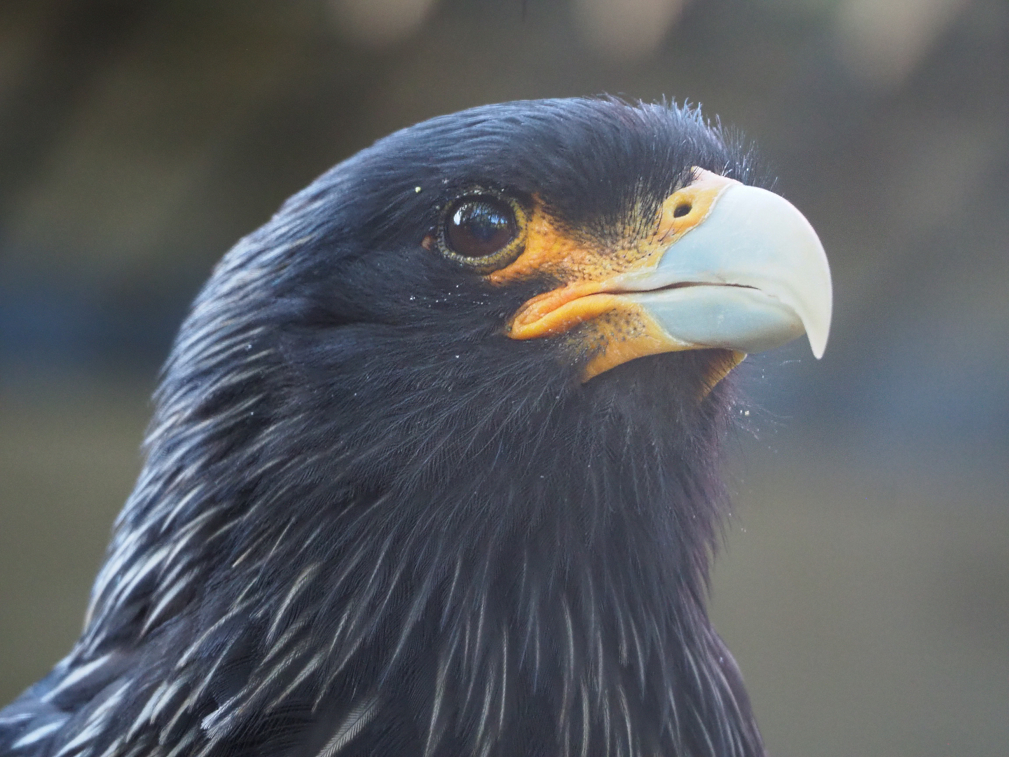 Striated caracara (Phalcoboenus australis), 2019-09-21