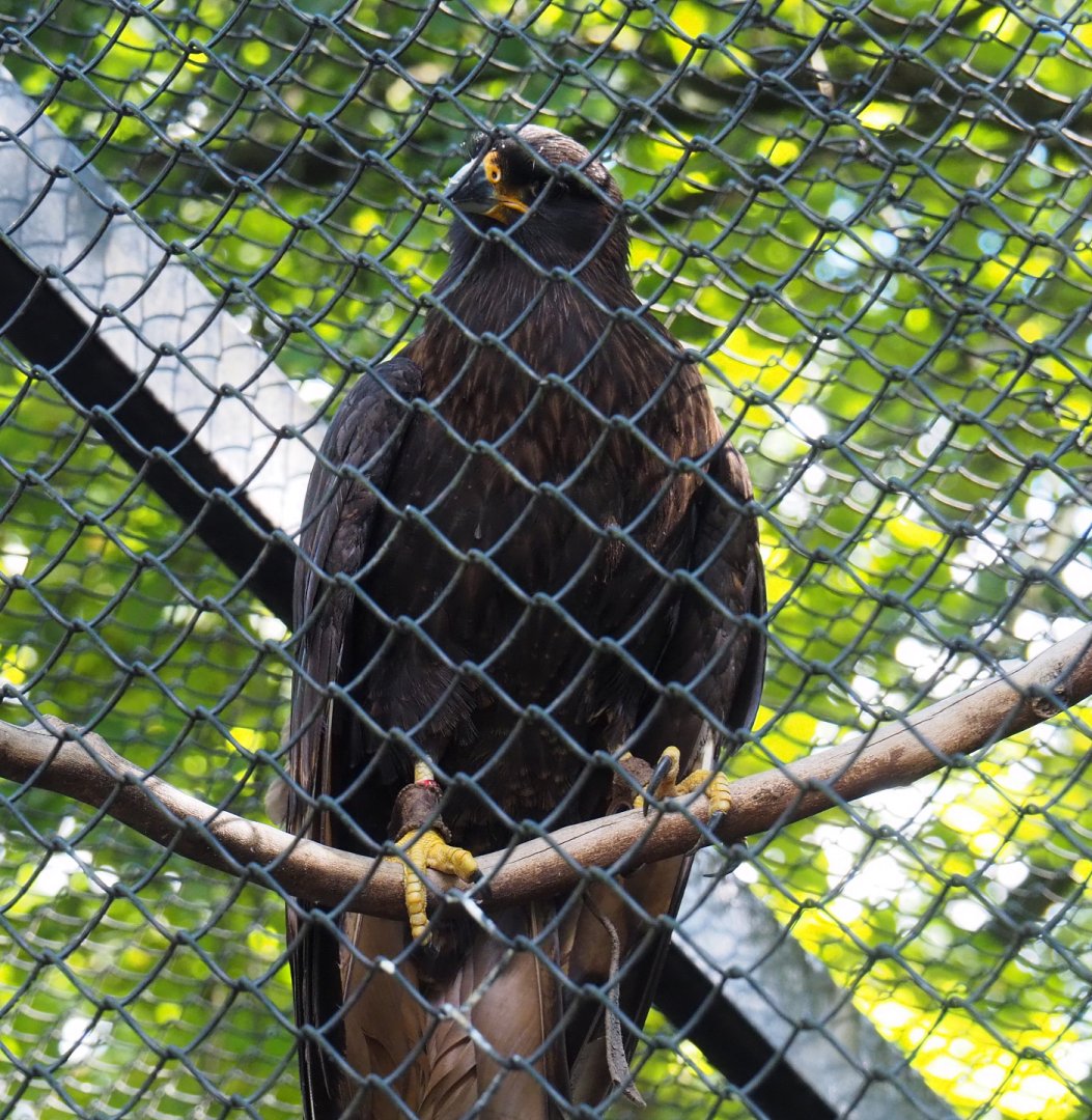 Striated caracara (Phalcoboenus australis), 2020-07-21