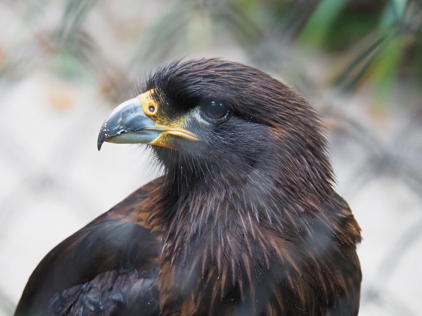 Striated caracara (Phalcoboenus australis), 2020-08-15