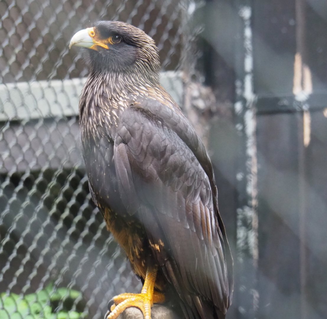 Striated caracara (Phalcoboenus australis), 2021-07-03