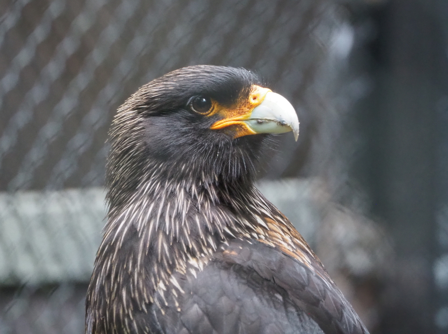 Striated caracara (Phalcoboenus australis), 2021-07-03