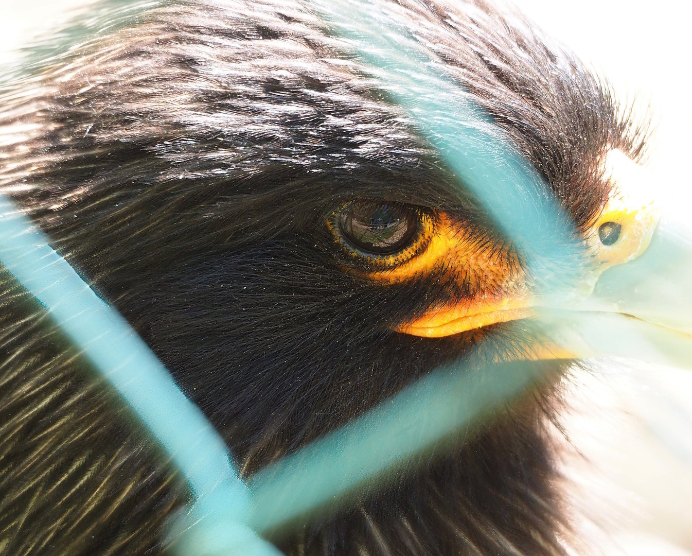 Striated caracara (Phalcoboenus australis), 2023-05-19