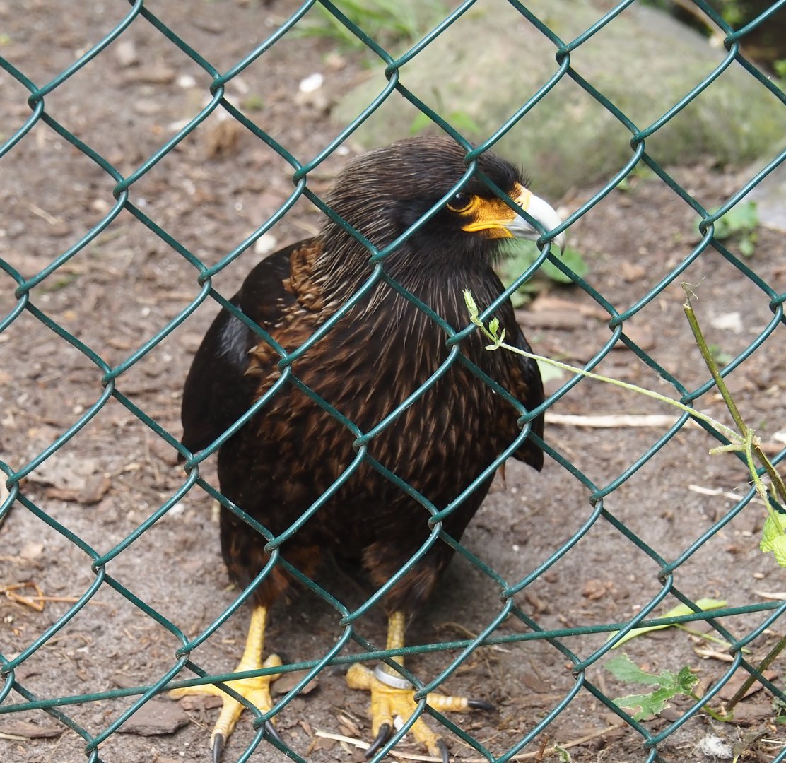Striated caracara (Phalcoboenus australis), 2024-05-21