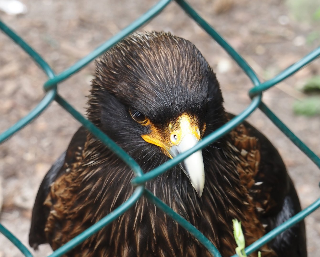 Striated caracara (Phalcoboenus australis), 2024-05-21