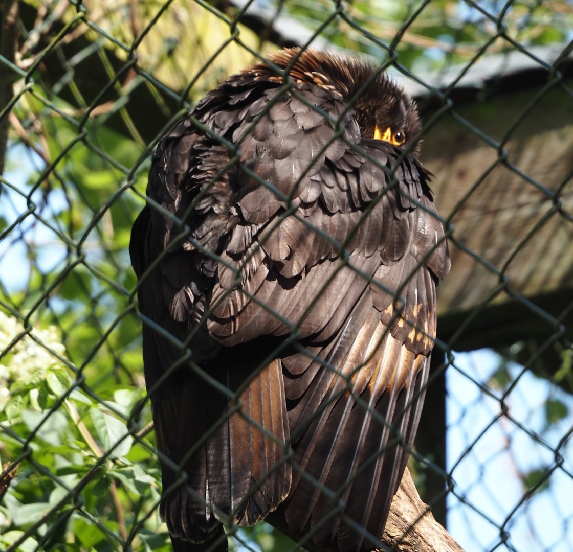Striated caracara (Phalcoboenus australis), 2024-05-24