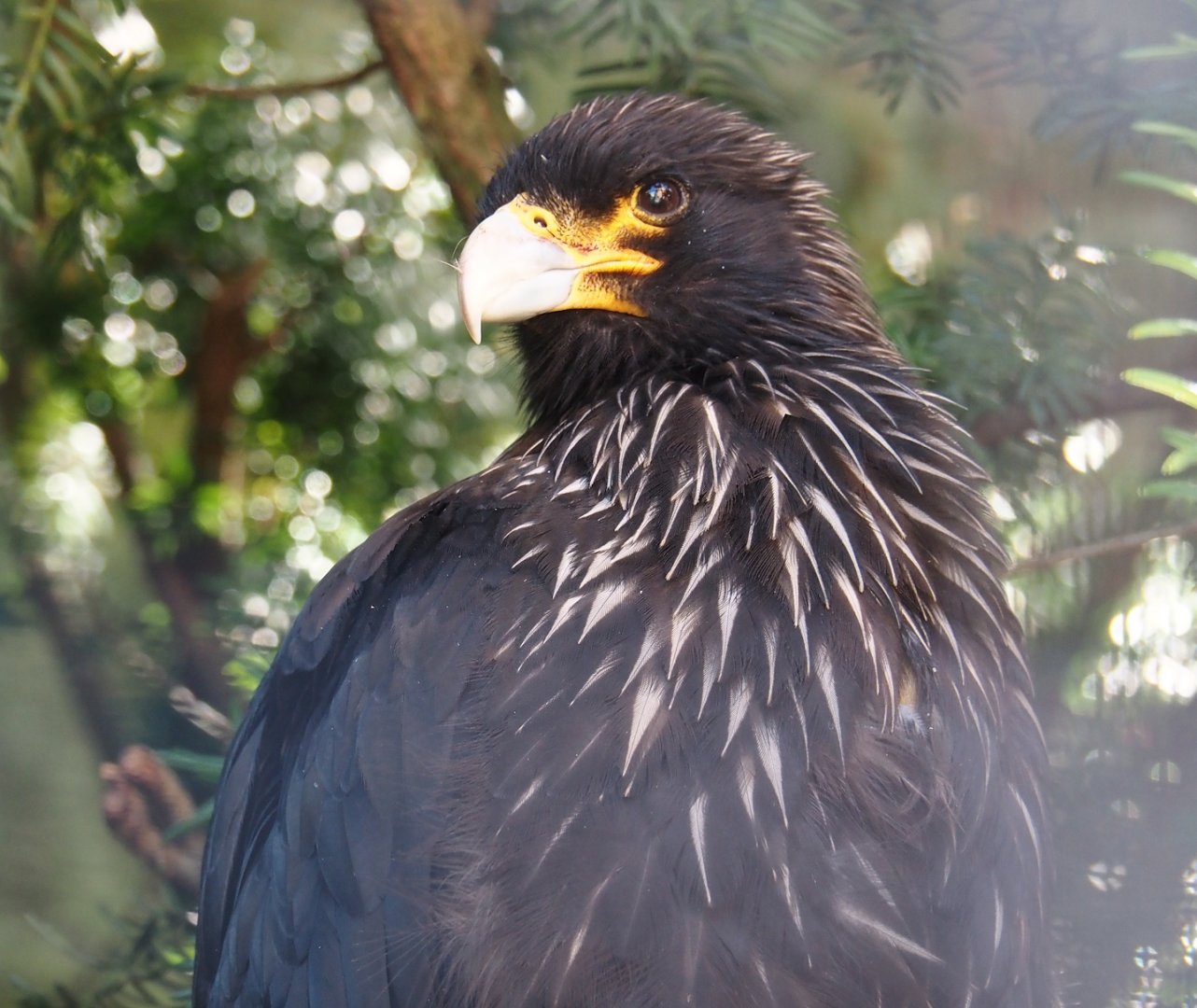 Striated caracara (Phalcoboenus australis), 2024-09-17