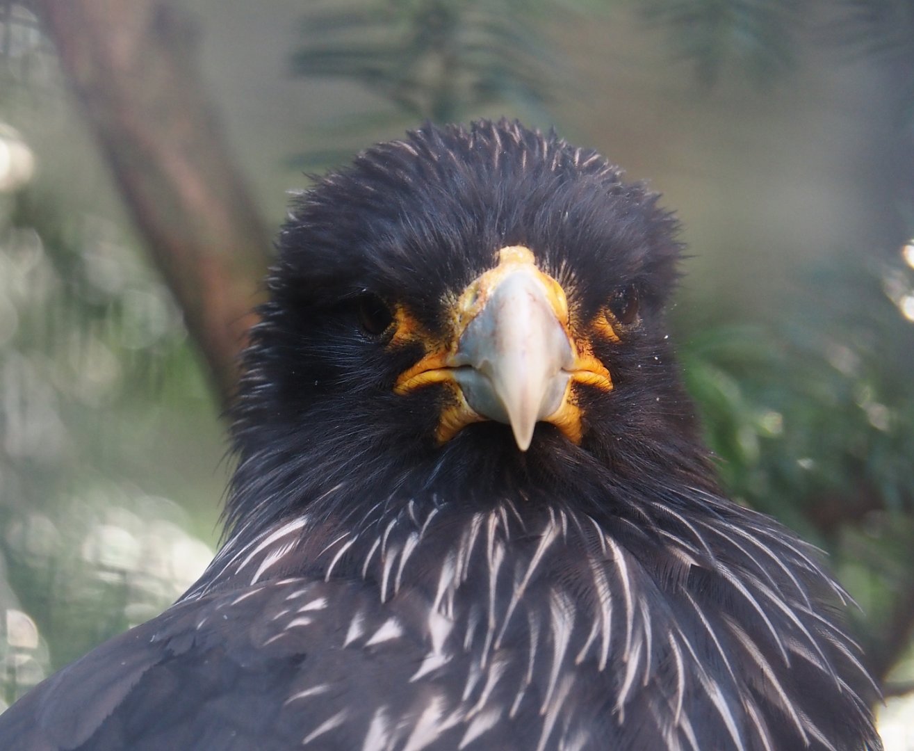 Striated caracara (Phalcoboenus australis), 2024-09-17