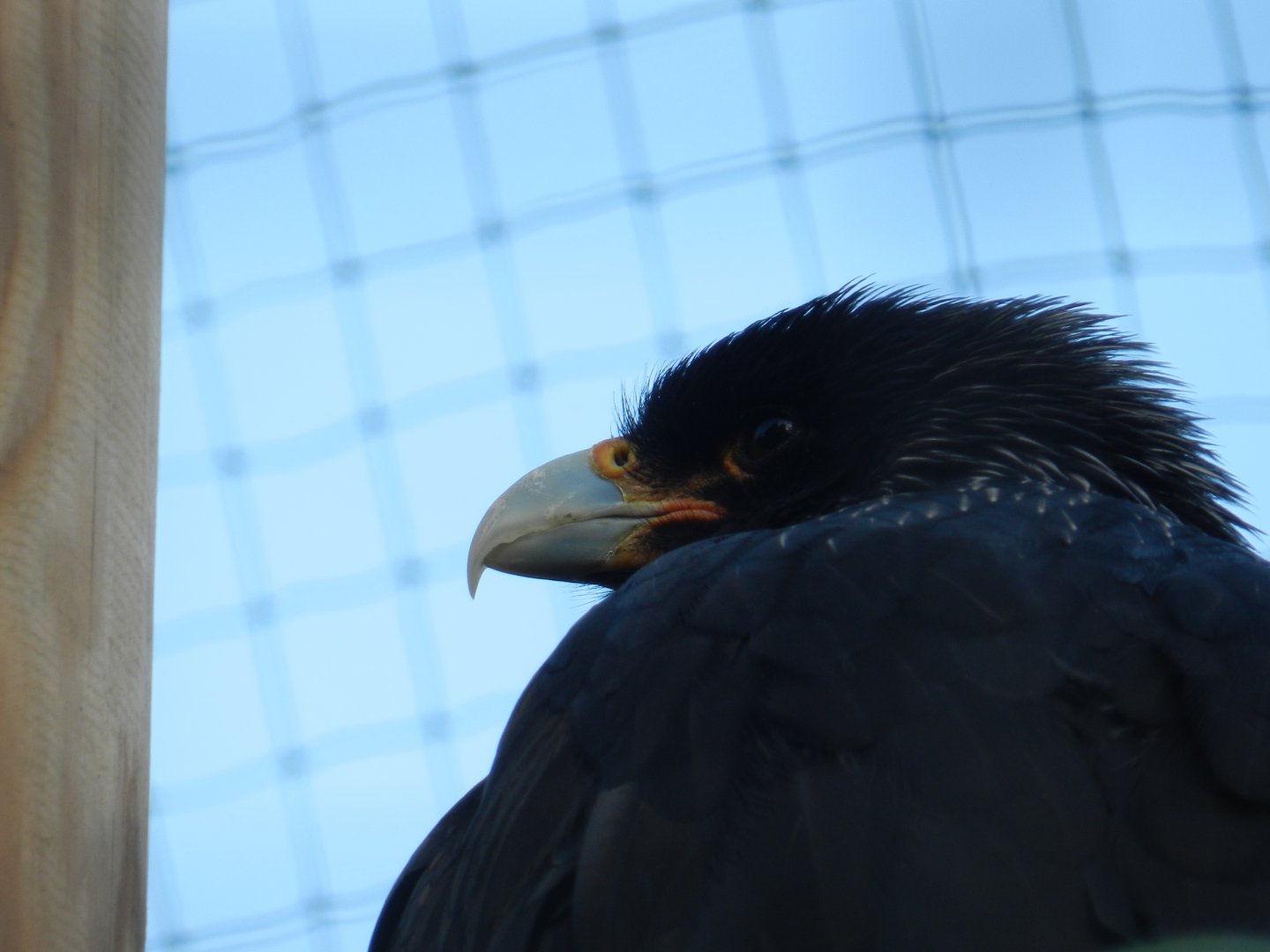 Striated Caracara (Phalcoboenus australis) at Banham Zoo, England